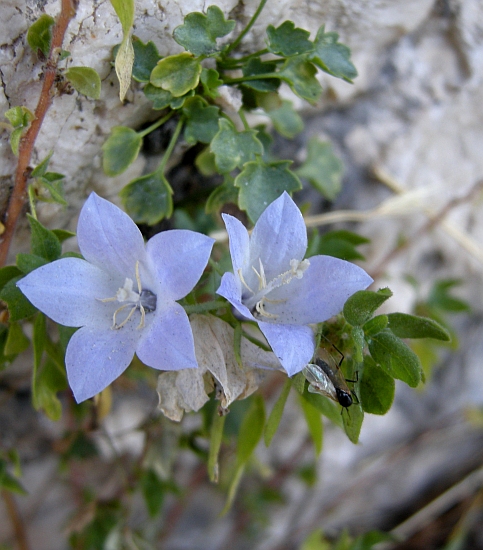 Campanula fragilis subsp. cavolinii / Campanula napoletana